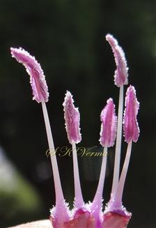  Stamens
